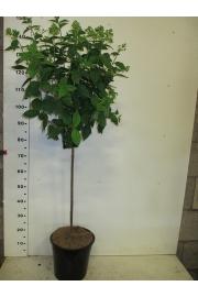 Hydrangea paniculata Limelight C10 Lit. Na steblu 80 cm