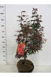 Acer palmatum Fire Glow C10 Lit. 60-80 cm