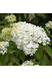 Hydrangea paniculata Little Spooky C10 Lit. Na steblu 80 cm