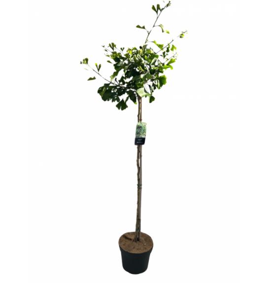 Ginkgo biloba Pendula C10 Lit. Na steblu 100 cm