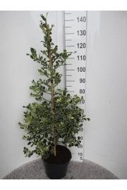 Ilex aquifolium Argentea Marginata C10 Lit. Piramida 100-120 cm
