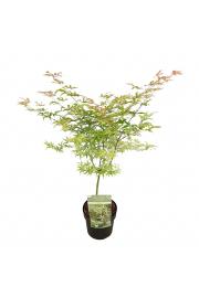 Acer palmatum Ukigumo C7,5 Lit. 30-40 cm