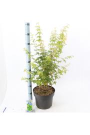 Acer palmatum Bi-hoo C10 Lit. 100-120 cm