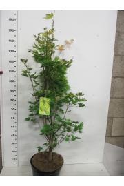 Acer shirasawanum Jordan C10 Lit. 100-125 cm