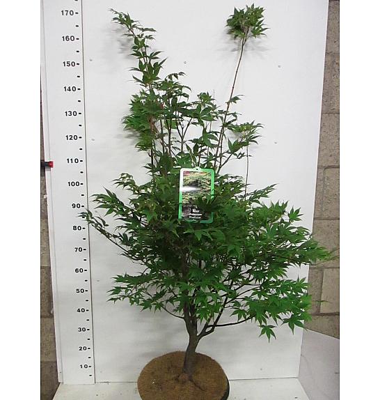 Acer palmatum Osakazuki C15 Lit. 125-150 cm