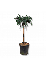 Cedrus deodara Feeling Blue C15 Lit. Na steblu 55 cm