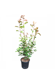Photinia fraseri Red Robin C35 Lit. 150-175 cm