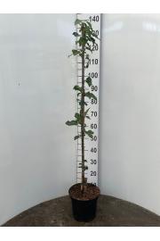 Prunus cerasus Jachim C5 Lit. 80-100 cm Stebričasta