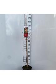 Prunus cerasus Somo C5 Lit. 80-100 cm Stebričasta