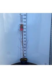 Prunus nipponica Fantasia C5 Lit. 80-100 cm Stebričasta