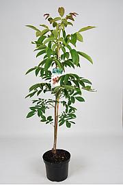 Juglans regia Robert Livermore C7,5 Lit. 125-150 cm