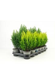 Chamaecyparis lawsoniana Ellwoodi mix Ø9