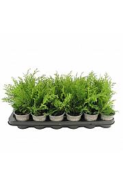 Juniperus sabina Ø9