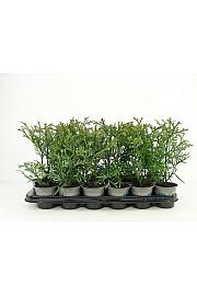 Thujopsis dolabrata Ø9