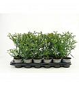 Taxus baccata Black Tower Ø9