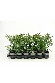 Taxus baccata Black Tower Ø9