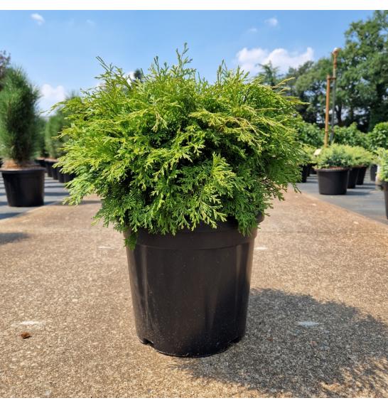 Chamaecyparis obtusa Pygmaea C18 Lit. 35-40 cm