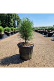Pinus nigra Summer breeze C6 Lit. 25-30 cm