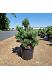 Pinus mugo Gnom C11 Lit. 35-40 cm