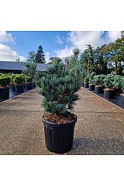 Pinus parviflora Negishi C8 Lit. 35-40 cm