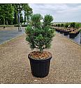 Pinus cembra Glauca C8 Lit. 30-35 cm