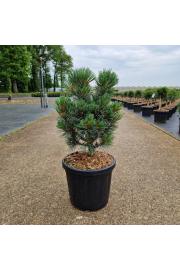 Pinus cembra Glauca C8 Lit. 30-35 cm