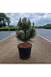 Pinus leucodermis Compact Gem C8 Lit. 40/+ cm