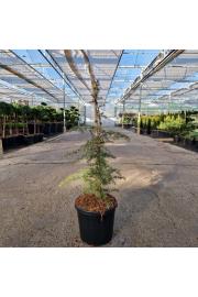 Cedrus libani Dino C15 Lit. 50-60 cm