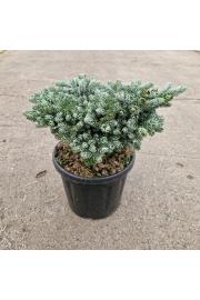 Abies koreana Kohouts Icebreaker® C6 Lit. Na steblu 10 cm Krošnja 25-30 cm