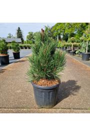 Pinus leucodermis Compact Gem C11 Lit. 40-50 cm