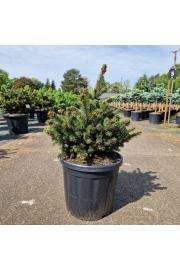 Picea pungens Luckey Strike C18 Lit. 40-60 cm