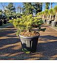 Pinus banksiana Velda C15 Lit. 40-50 cm