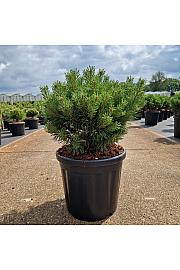 Pinus sylvestris Sandringham C18 Lit. 40-50 cm