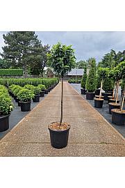 Prunus lusitanica Angustifolia C20 Lit. Na steblu 80 cm Krošnja 40/+ cm