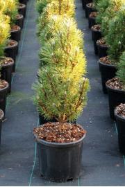 Pinus nigra Komet C18 Lit. 60-70 cm