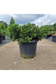 Pinus mugo Krauskopf C35 Lit. 60-70 cm