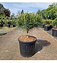 Pinus densiflora Alice Verkade C20 Lit. Na steblu 10 cm Krošnja 50/+ cm