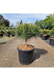 Pinus densiflora Alice Verkade C20 Lit. Na steblu 10 cm Krošnja 50/+ cm
