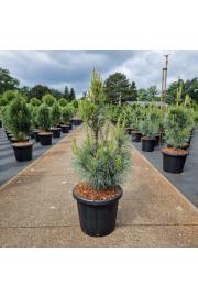 Pinus monticola Ammerland C25 Lit. 80-90 cm