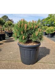 Pinus densiflora Low Glow C20 Lit. 50/+ cm
