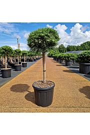 Pinus nigra Marie Bregnon C15 Lit. Na steblu 40 cm Krošnja 30-35 cm