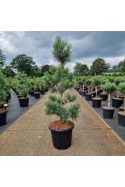 Pinus koraiensis Silveray C25 Lit. 100-110 cm