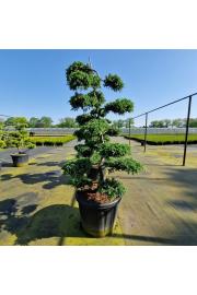Juniperus squamata Blue Carpet C110 Lit. 140/+ cm Bonsai