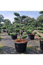 Juniperus media Hetzii C130 Lit. 130-140 cm Bonsai