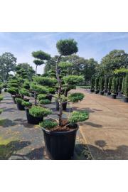 Juniperus media Pfitzeriana Glauca C180 Lit. 150-160 cm Bonsai