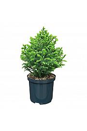 Cryptomeria japonica Vilmorin Gold C2,5 Lit. 20-25 cm