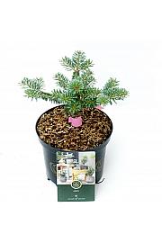 Abies koreana Blue Emperor C2,5 Lit. 15-20 cm